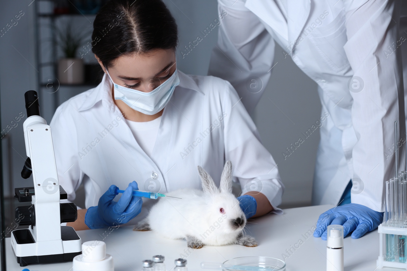 Photo of Scientists working with rabbit in chemical laboratory. Animal testing