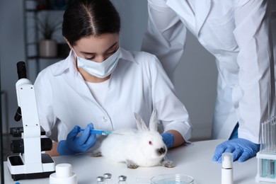 Photo of Scientists working with rabbit in chemical laboratory. Animal testing