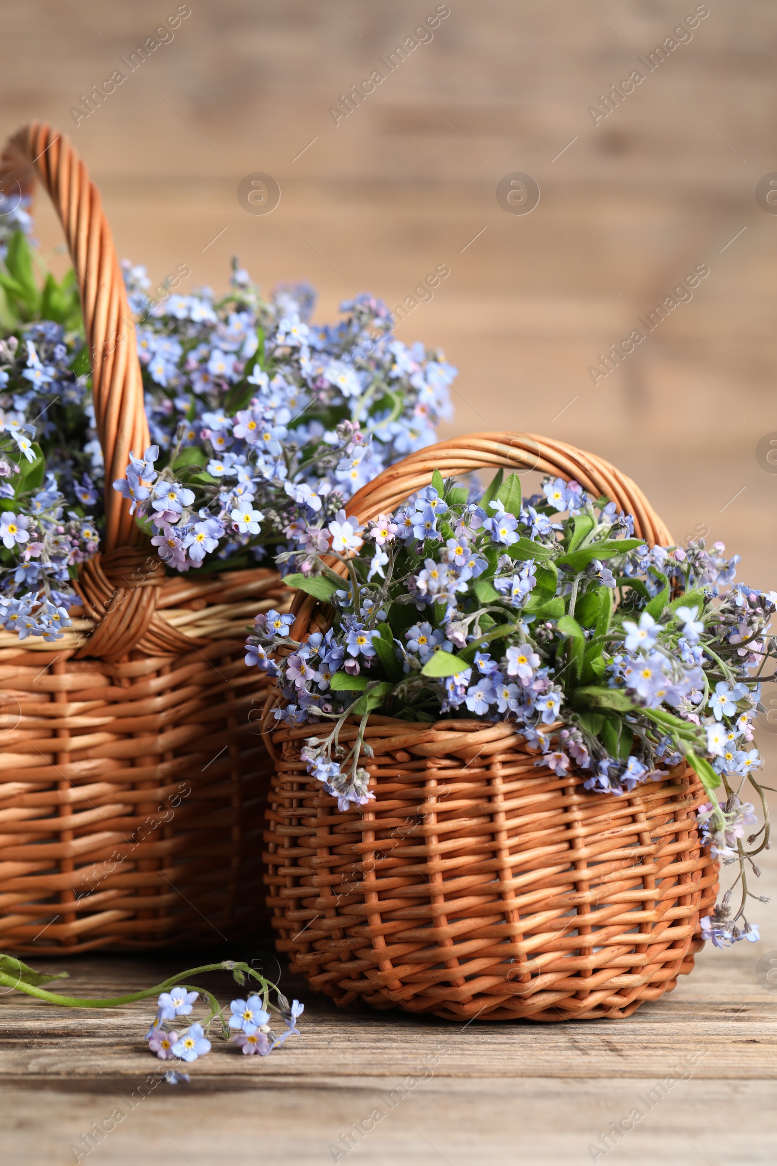 Photo of Beautiful forget-me-not flowers in wicker baskets on wooden table, closeup