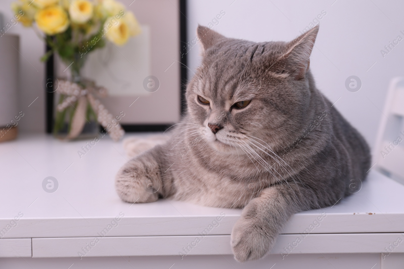 Photo of Cute Scottish straight cat lying on white table at home