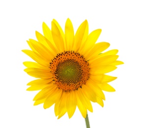 Photo of Beautiful bright blooming sunflower isolated on white