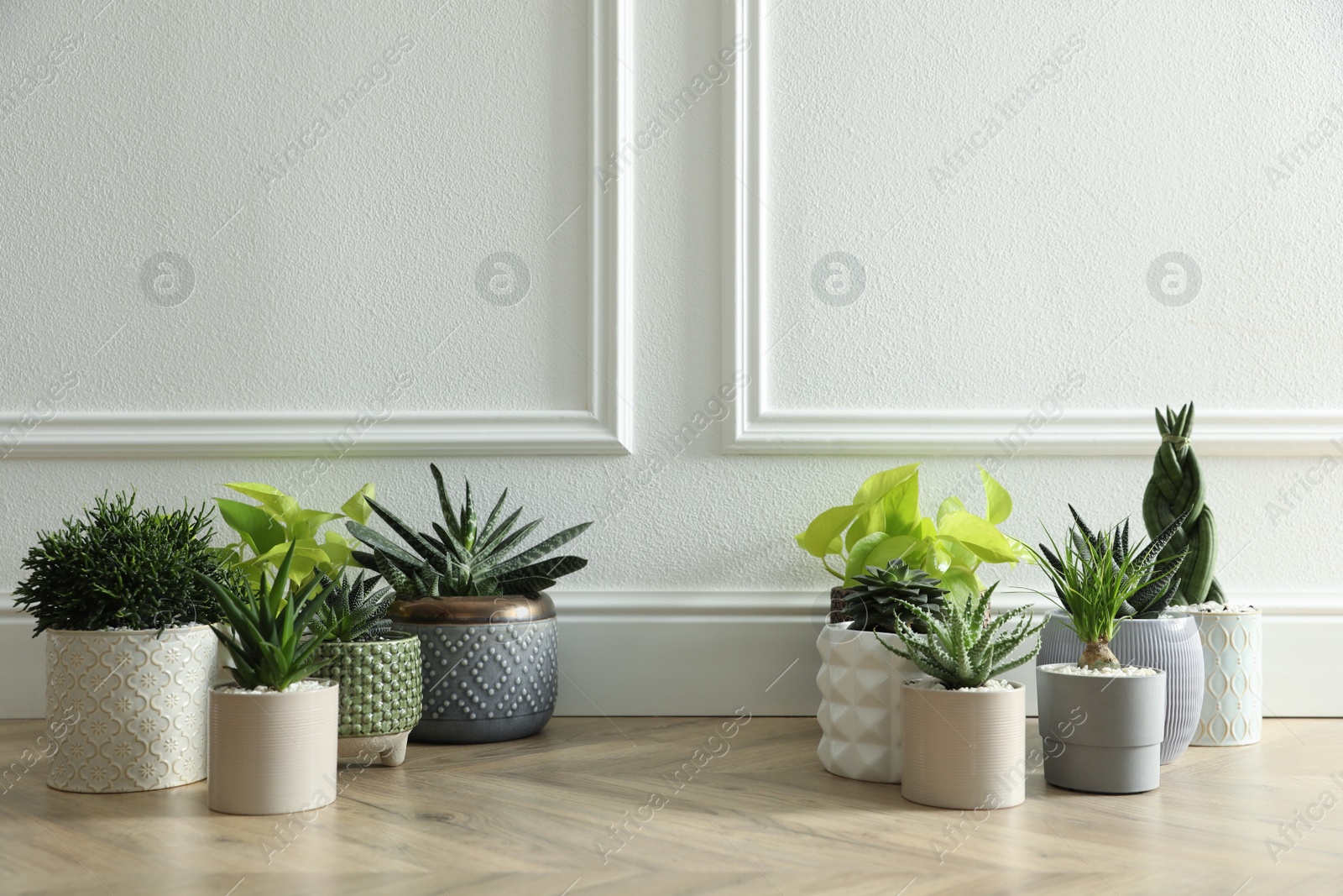 Photo of Different potted plants on floor near white wall, space for text. Floral house decor