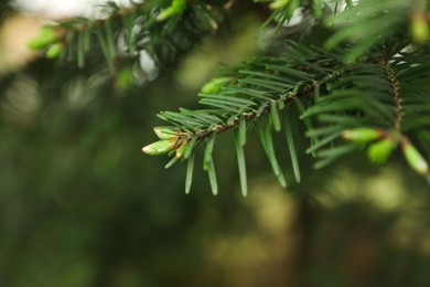 Photo of Green branches of beautiful conifer tree with small cones outdoors, closeup