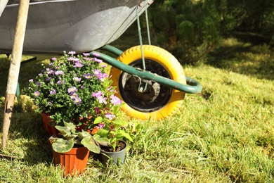 Photo of Potted flowers and wheelbarrow in backyard on sunny day. Gardening tools