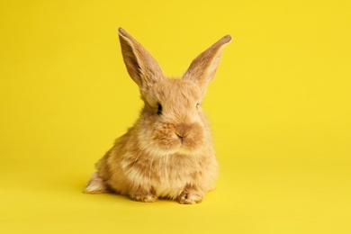 Adorable furry Easter bunny on color background