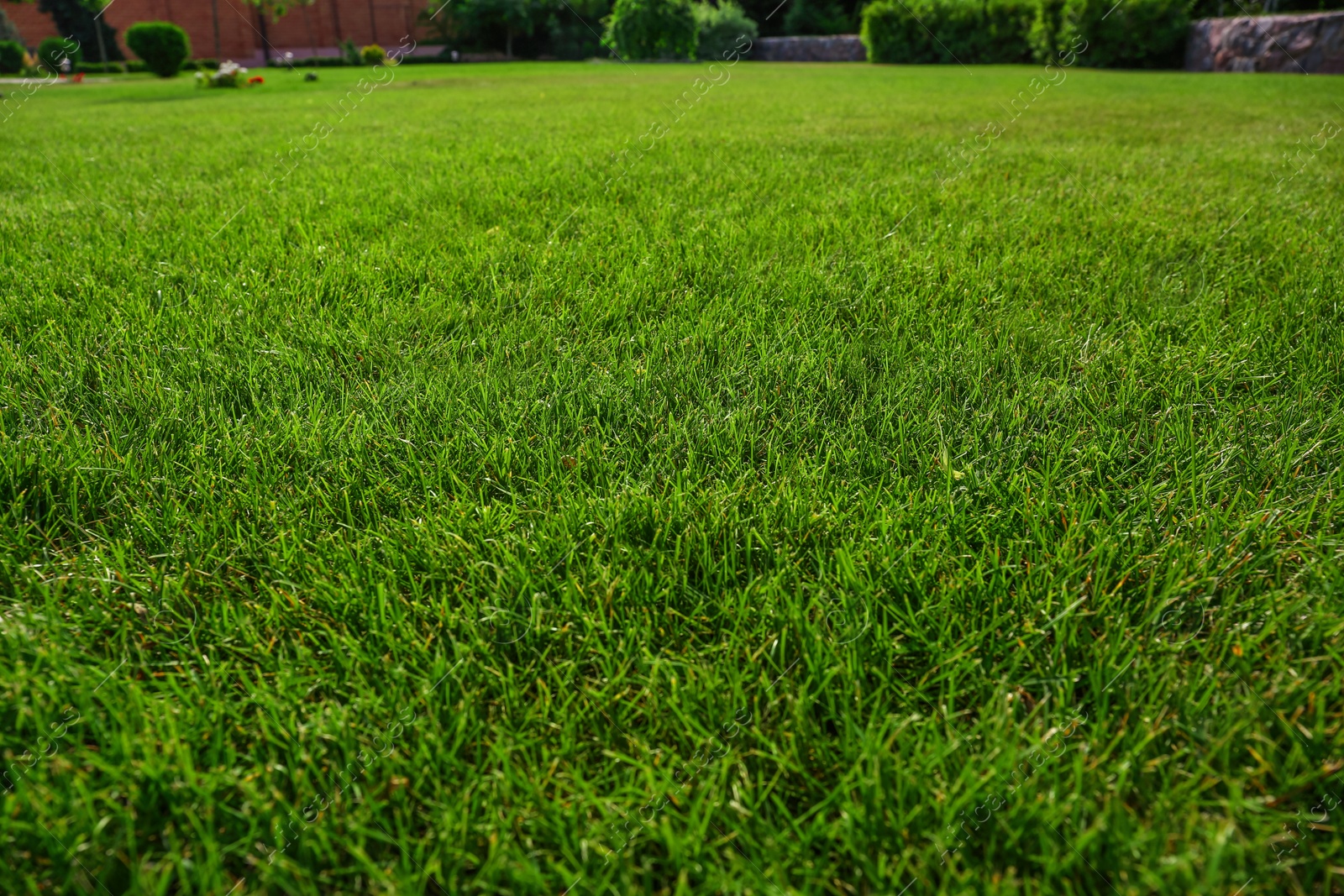 Photo of Lush green lawn on sunny day, closeup. Gardening and landscaping