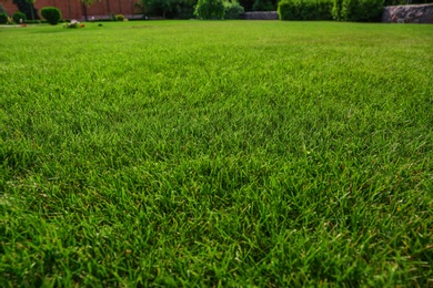 Lush green lawn on sunny day, closeup. Gardening and landscaping