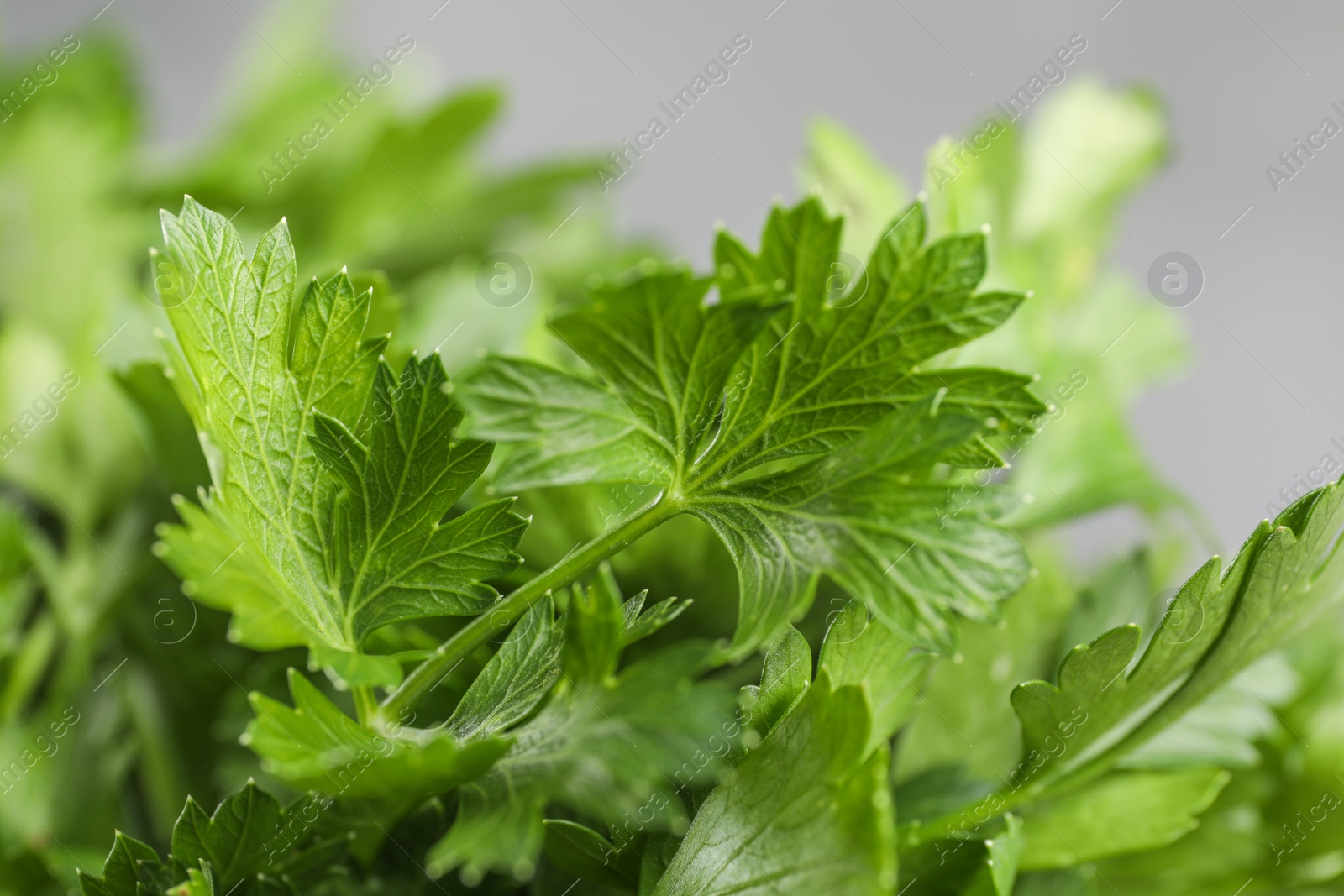 Photo of Fresh green parsley leaves on light grey background, closeup