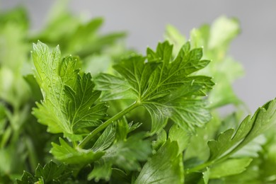 Fresh green parsley leaves on light grey background, closeup