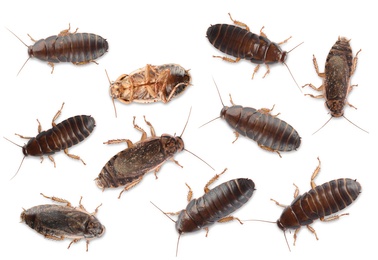 Image of Many cockroaches on white background, top view. Pest control