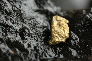 Photo of Shiny gold nugget on wet stone, closeup. Space for text