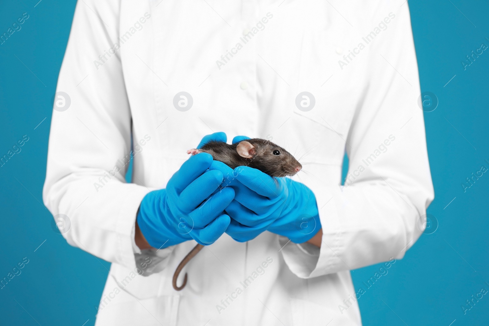 Photo of Scientist holding laboratory rat on blue background, closeup