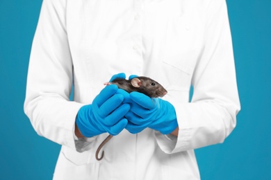 Scientist holding laboratory rat on blue background, closeup