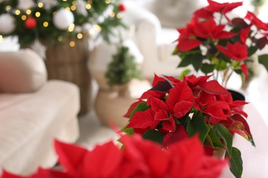 Beautiful poinsettia indoors, closeup and space for text. Traditional Christmas flowers