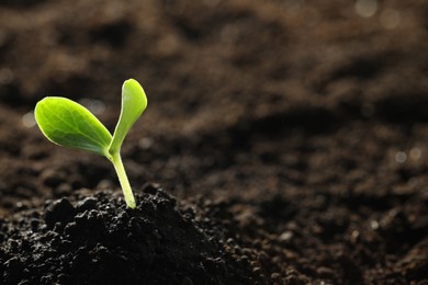 Photo of Young vegetable seedling growing in soil outdoors, space for text