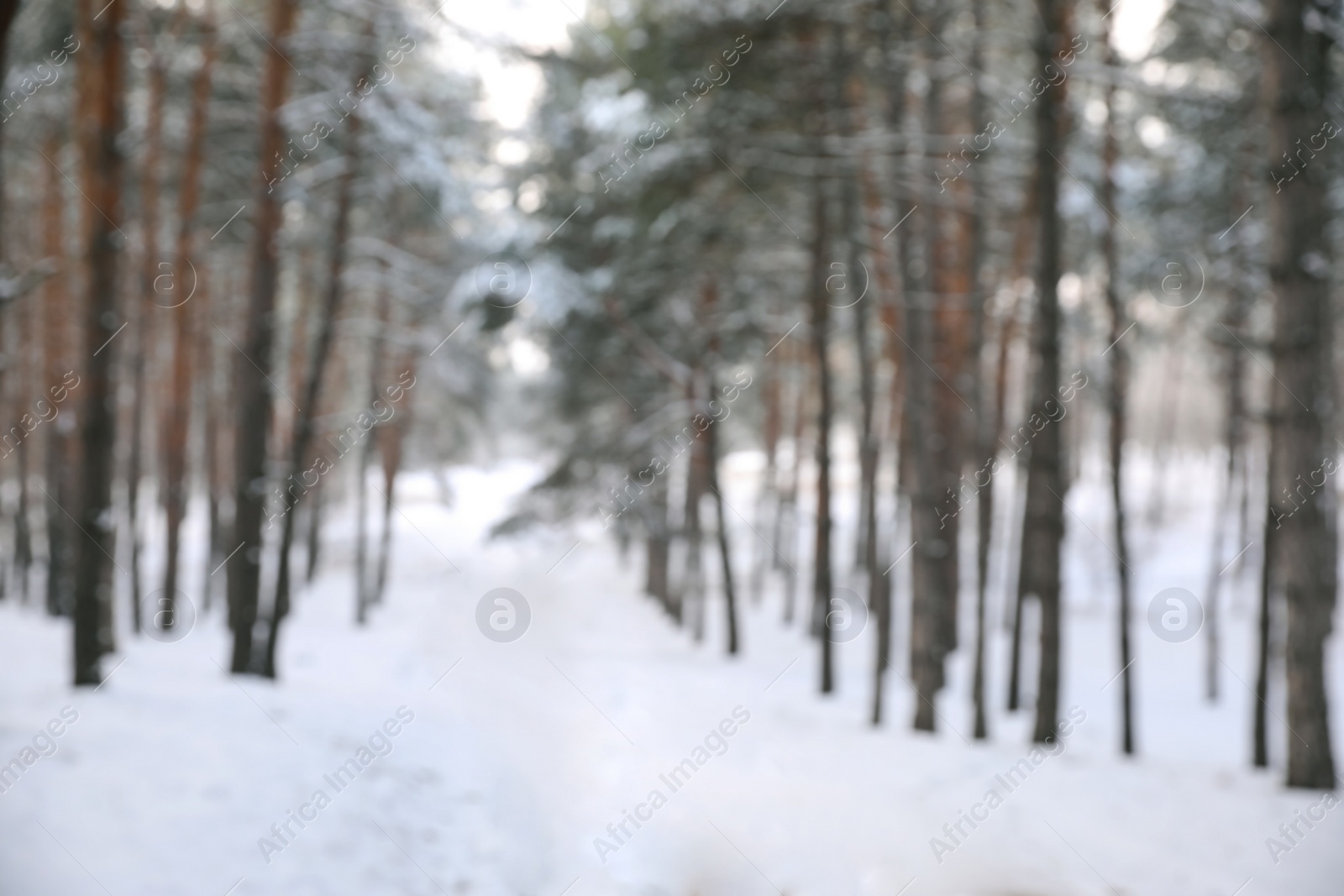 Photo of Beautiful snowy forest in winter, blurred view