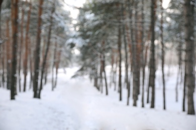 Photo of Beautiful snowy forest in winter, blurred view