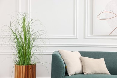 Photo of Green artificial plant in pot and soft sofa with cushions near white wall indoors