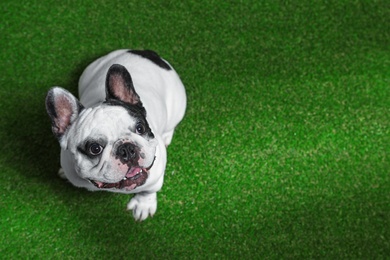 Photo of French bulldog on green grass, above view. Space for text