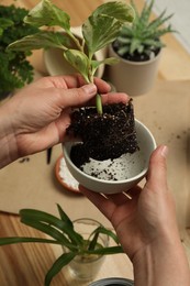 Woman holding house plant with soil and bowl above table, closeup