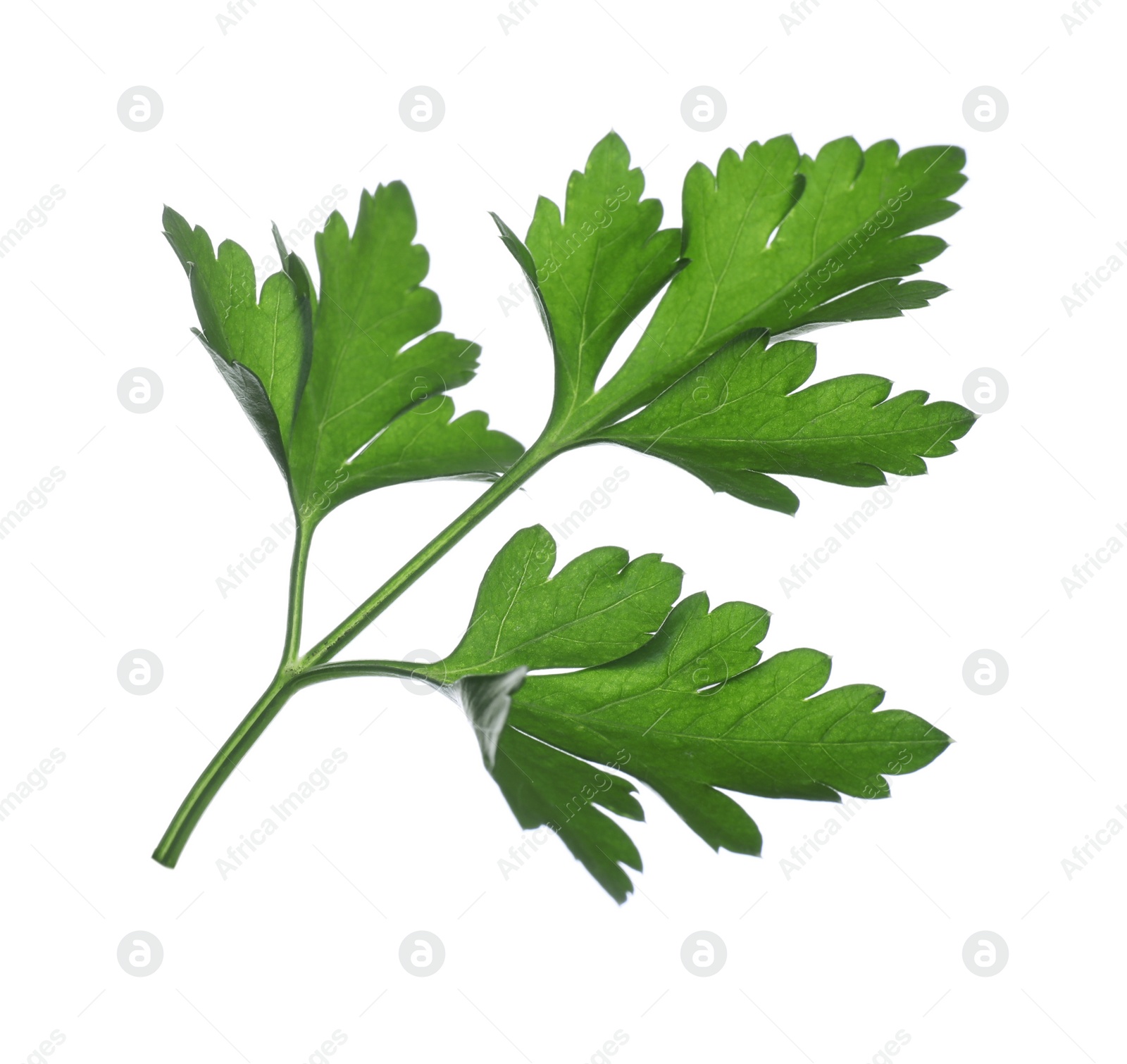 Photo of Fresh green organic parsley isolated on white