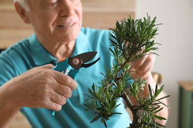 Photo of Senior man taking care of Japanese bonsai plant indoors, closeup. Creating zen atmosphere at home