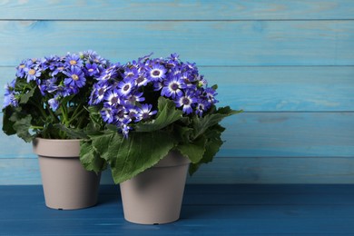 Photo of Purple cineraria plants in flower pots on blue wooden table. Space for text