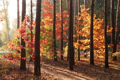 Picturesque view of forest with trees on sunny day. Autumn season