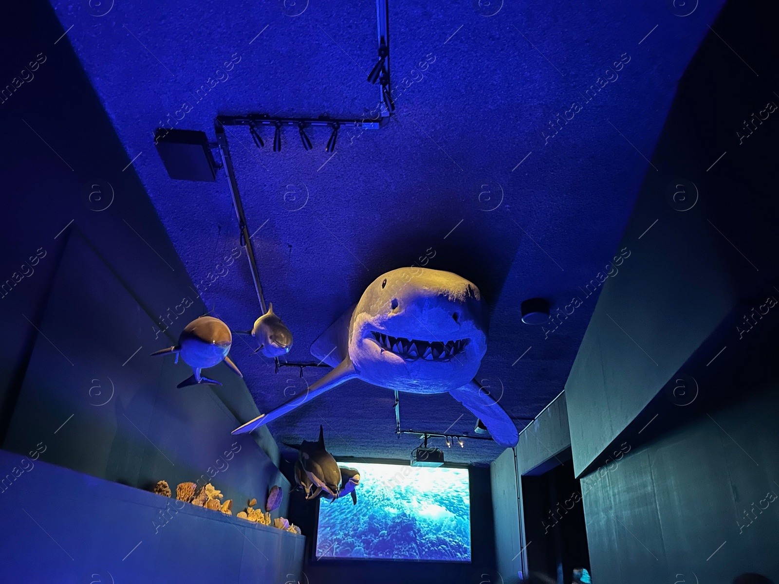 Photo of Leiden, Netherlands - November 19, 2022: Museum exhibition with Shark stuffed animals. Environmental education