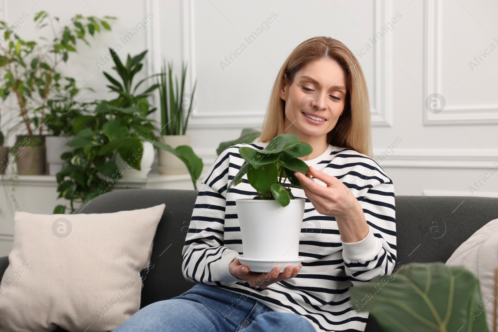 Photo of Woman holding pot with beautiful peperomia plant on sofa at home