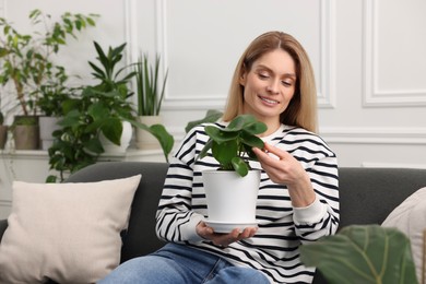 Woman holding pot with beautiful peperomia plant on sofa at home