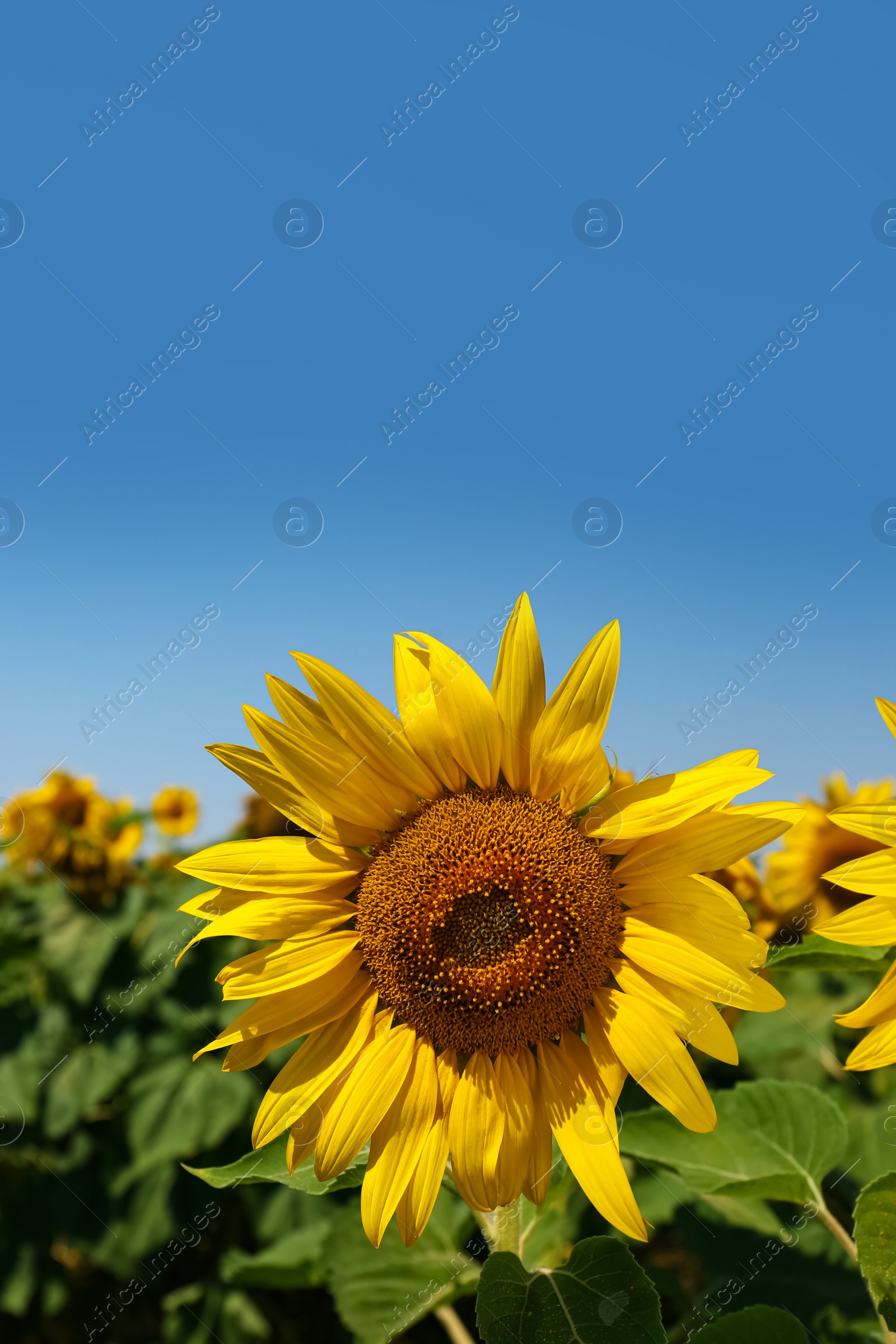 Photo of Beautiful sunflower growing in field, closeup view