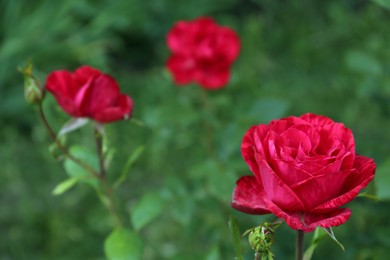 Bush with beautiful blooming roses in garden, closeup. Space for text