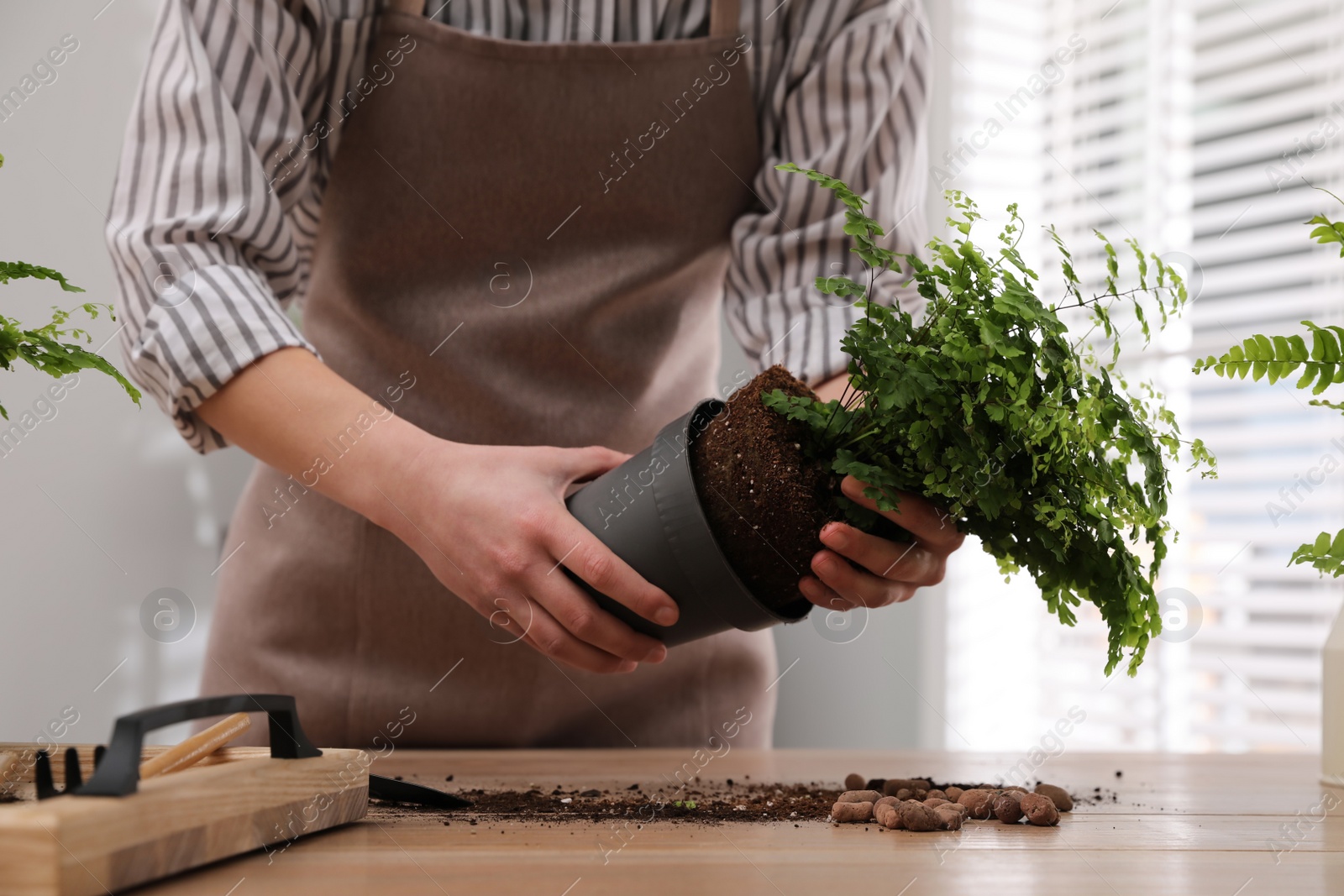 Photo of Woman planting fern at wooden table indoors, closeup