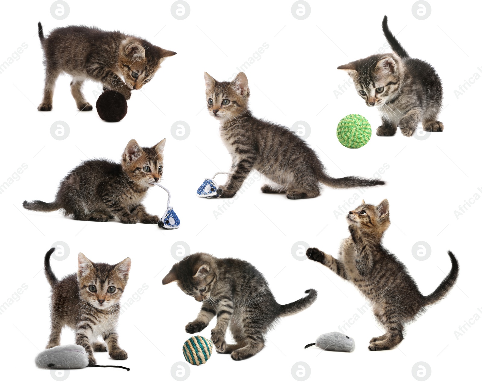 Image of Adorable kittens playing with toys on white background, collage. Lovely pet 