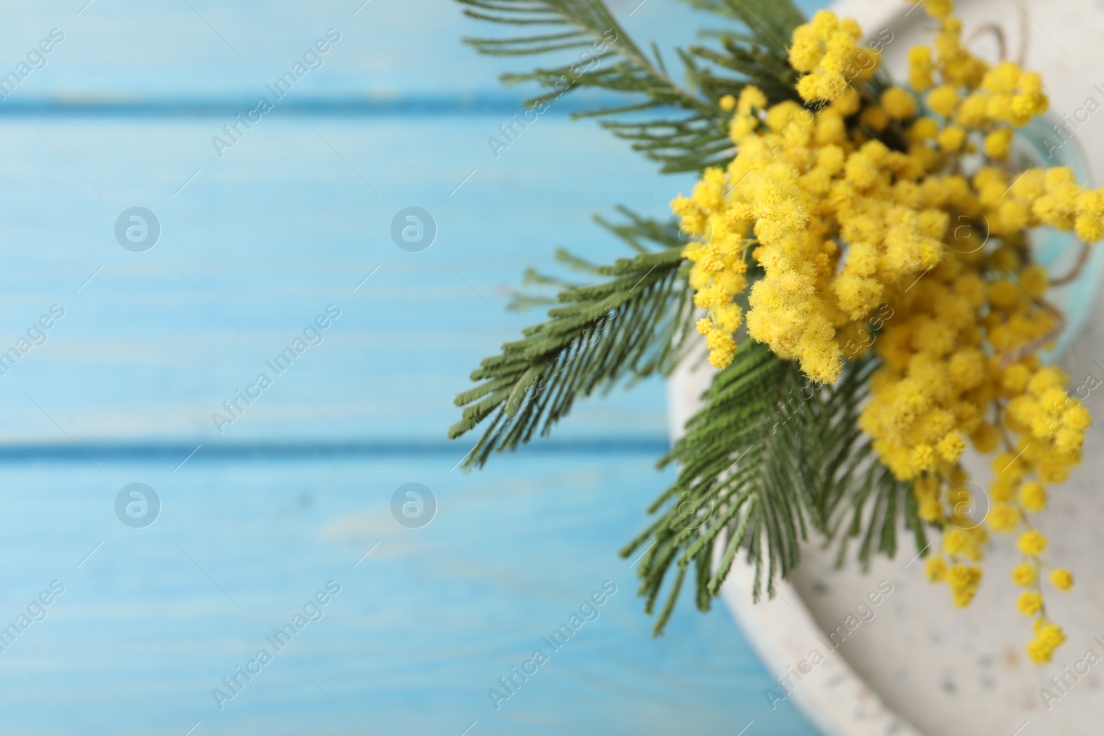 Photo of Beautiful mimosa flowers on light blue wooden table, closeup. Space for text