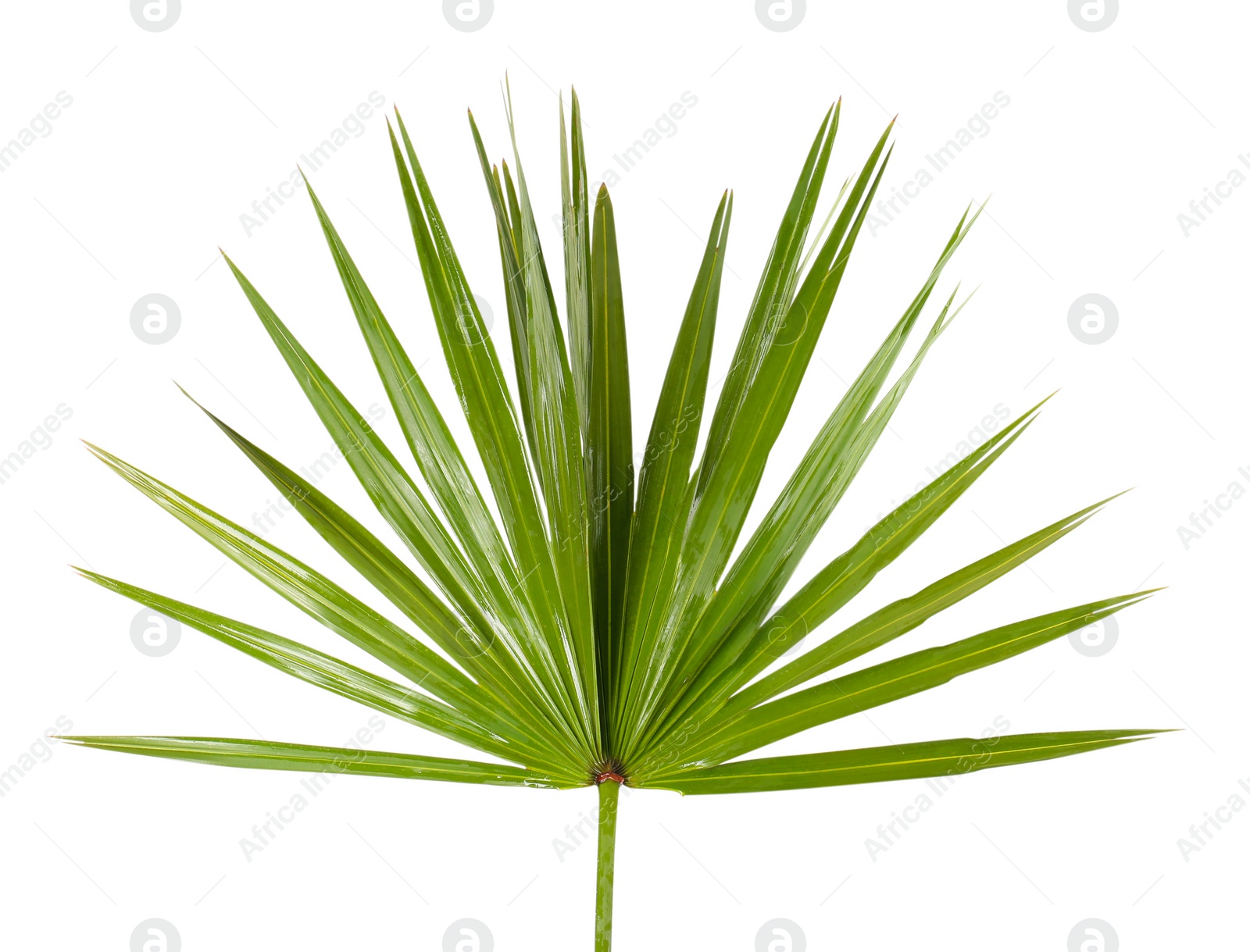 Photo of Green beautiful tropical leaf isolated on white