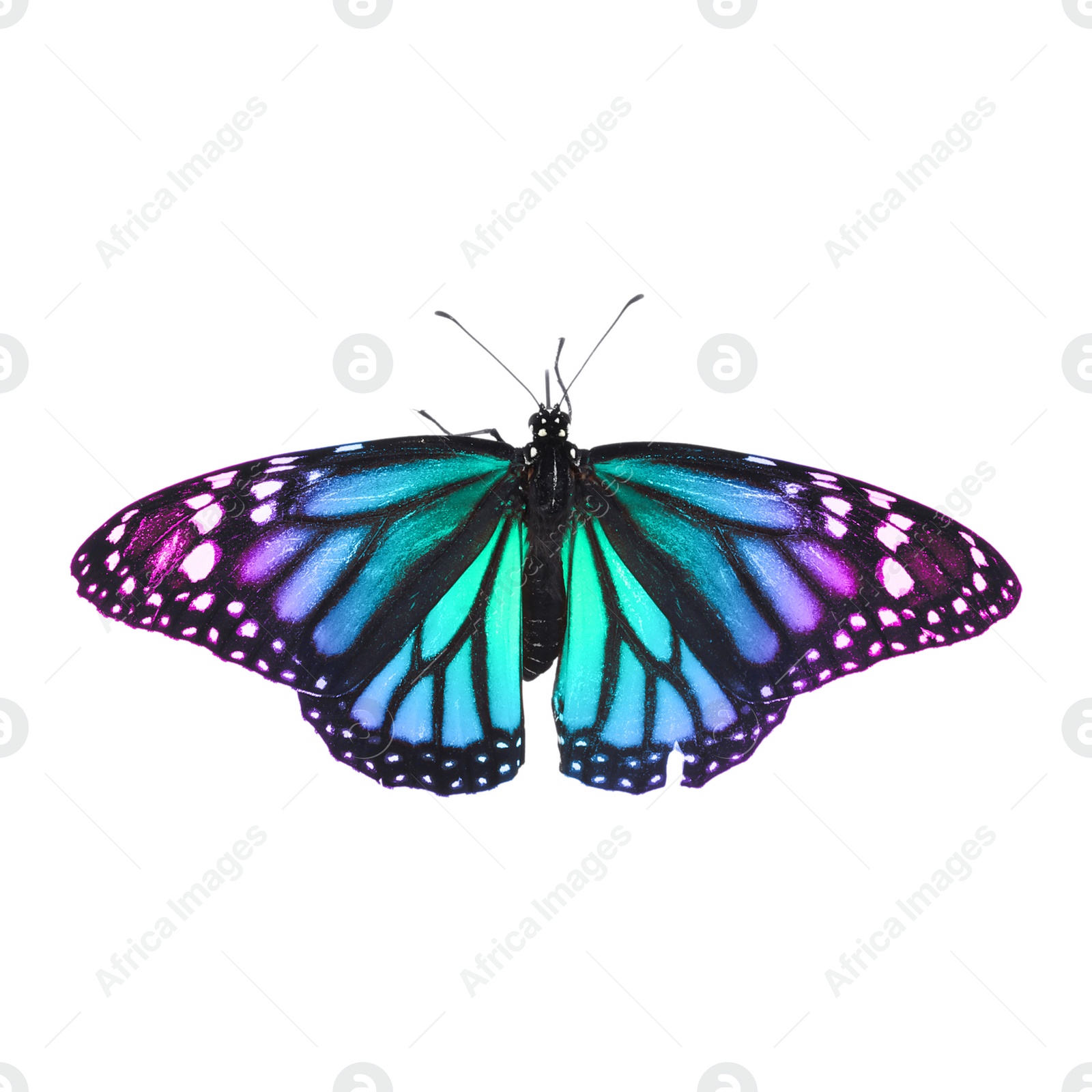 Image of Amazing bright color butterfly isolated on white