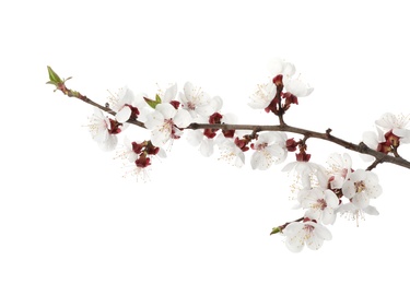 Branch with beautiful fresh spring flowers on white background