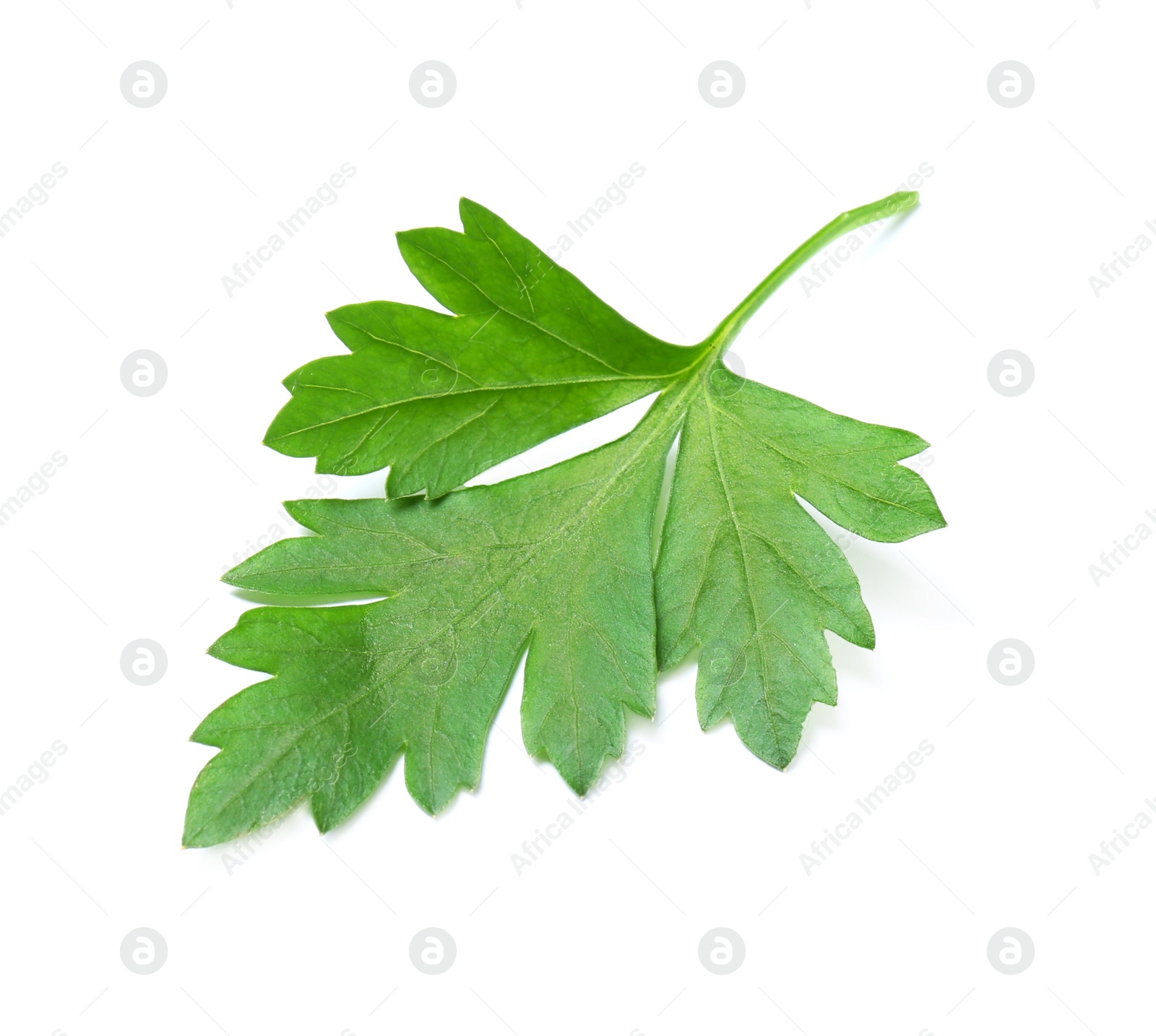 Photo of Fresh green organic parsley on white background