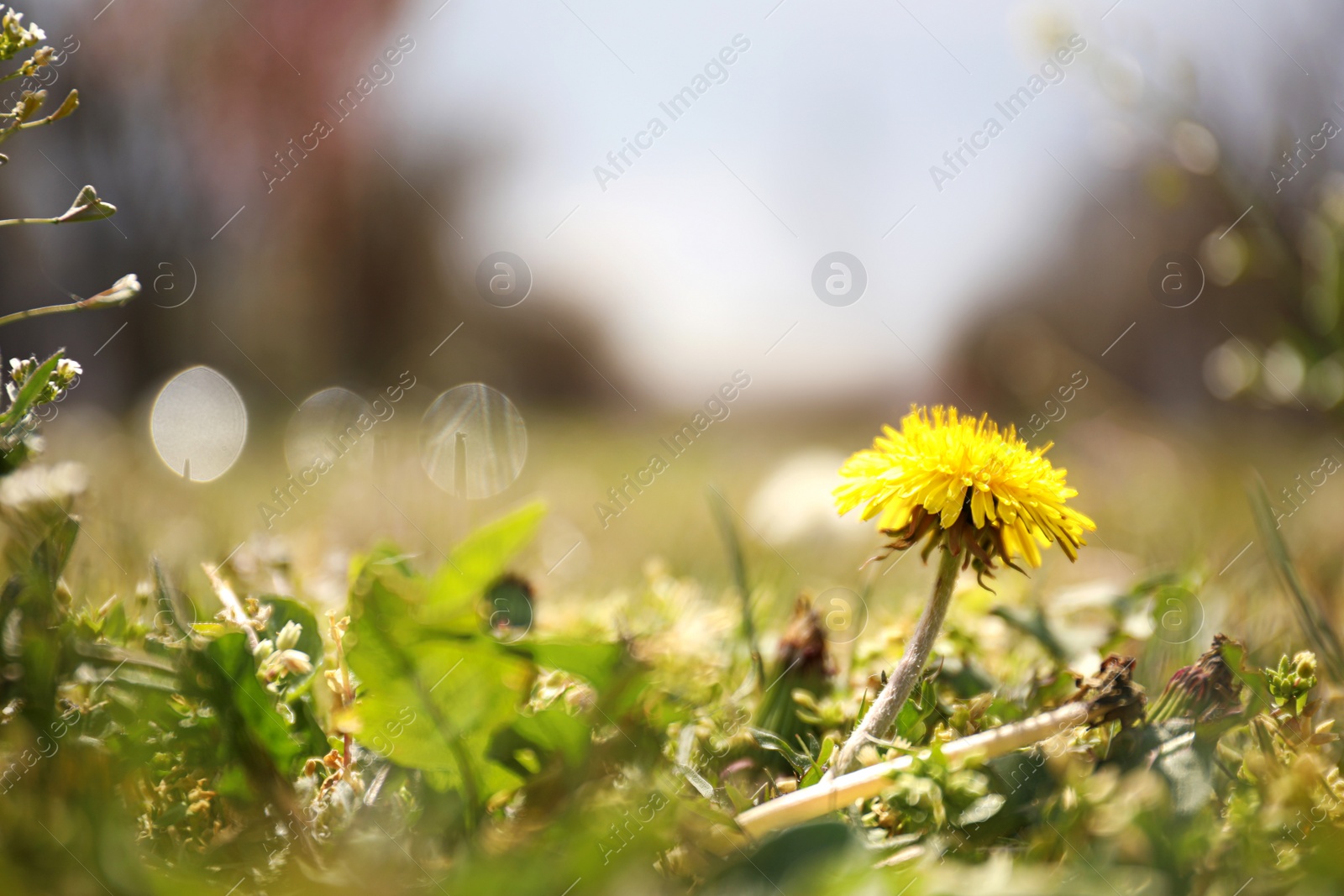 Photo of Beautiful blooming dandelion flower outdoors, closeup view