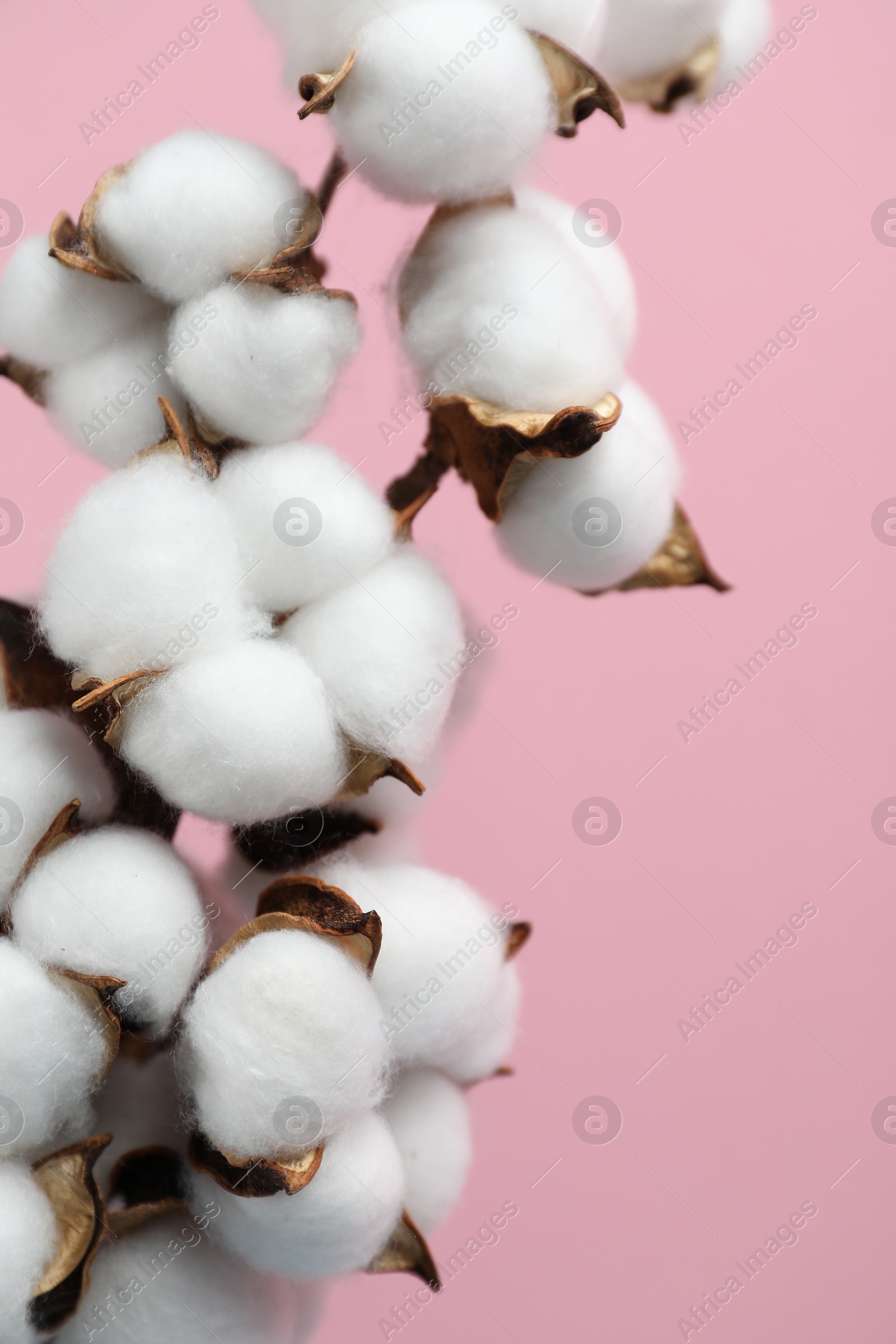 Photo of Beautiful cotton branch with fluffy flowers on pink background, closeup