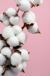 Beautiful cotton branch with fluffy flowers on pink background, closeup