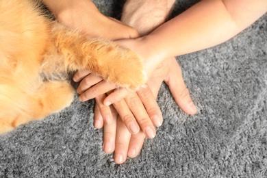 Closeup of family and cat holding hands together on grey carpet, top view