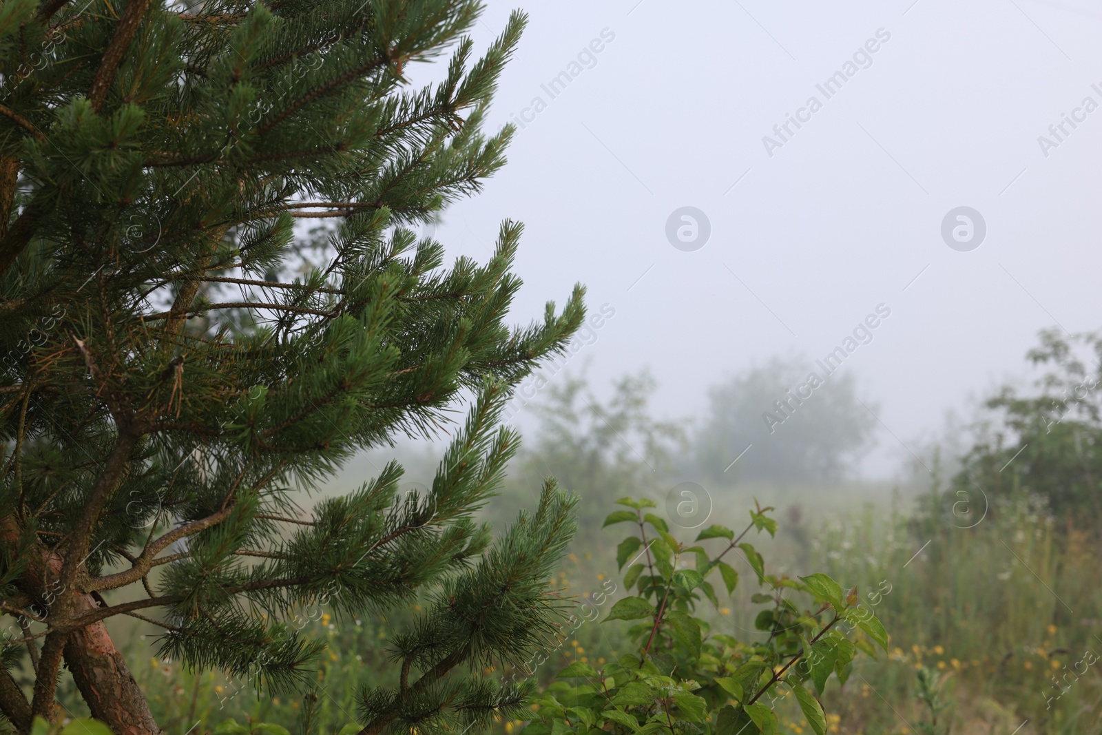 Photo of Beautiful pine tree growing outdoors on summer day. Space for text