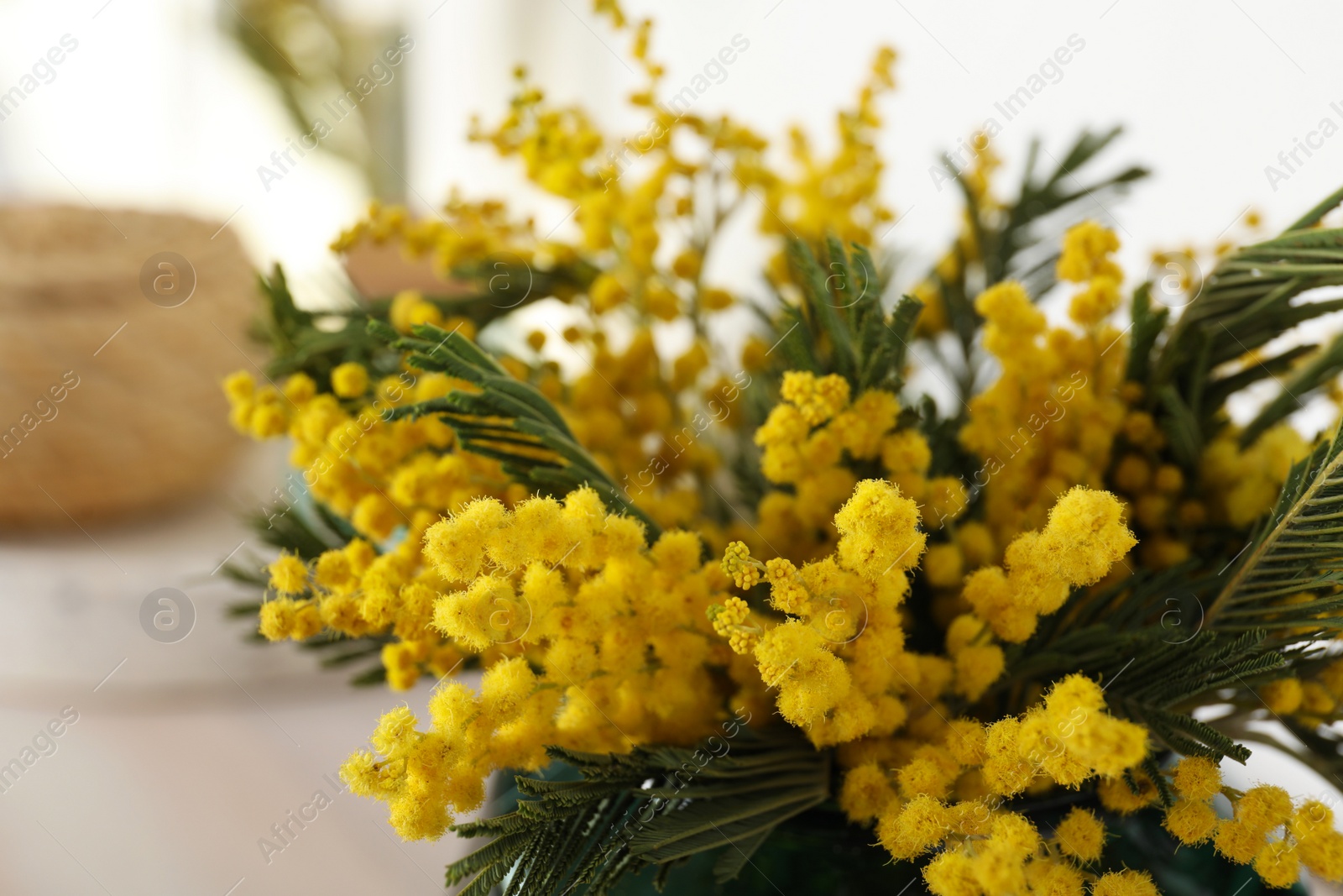 Photo of Beautiful mimosa flowers on blurred background, closeup view