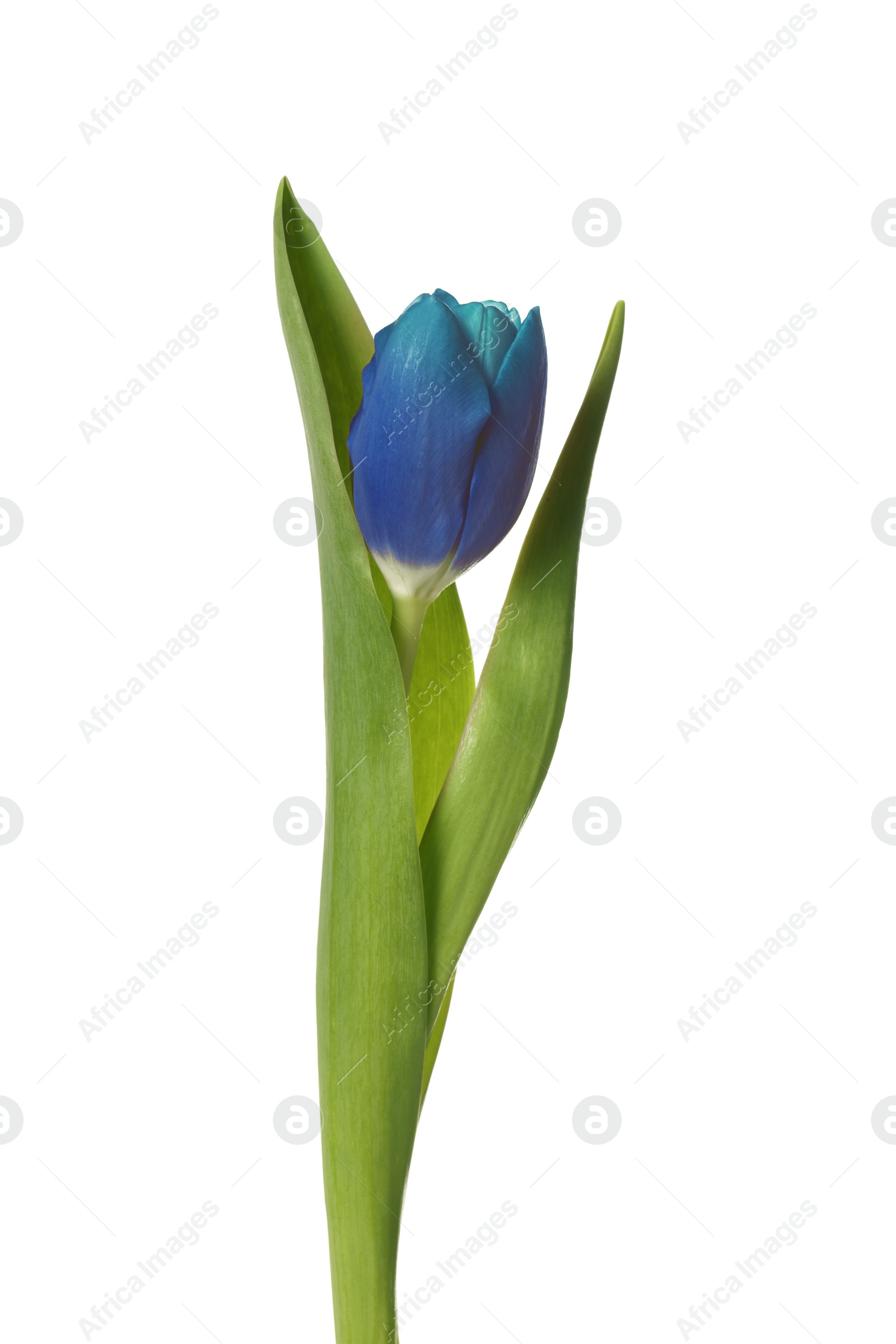 Image of Beautiful blue tulip isolated on white. Bright flower