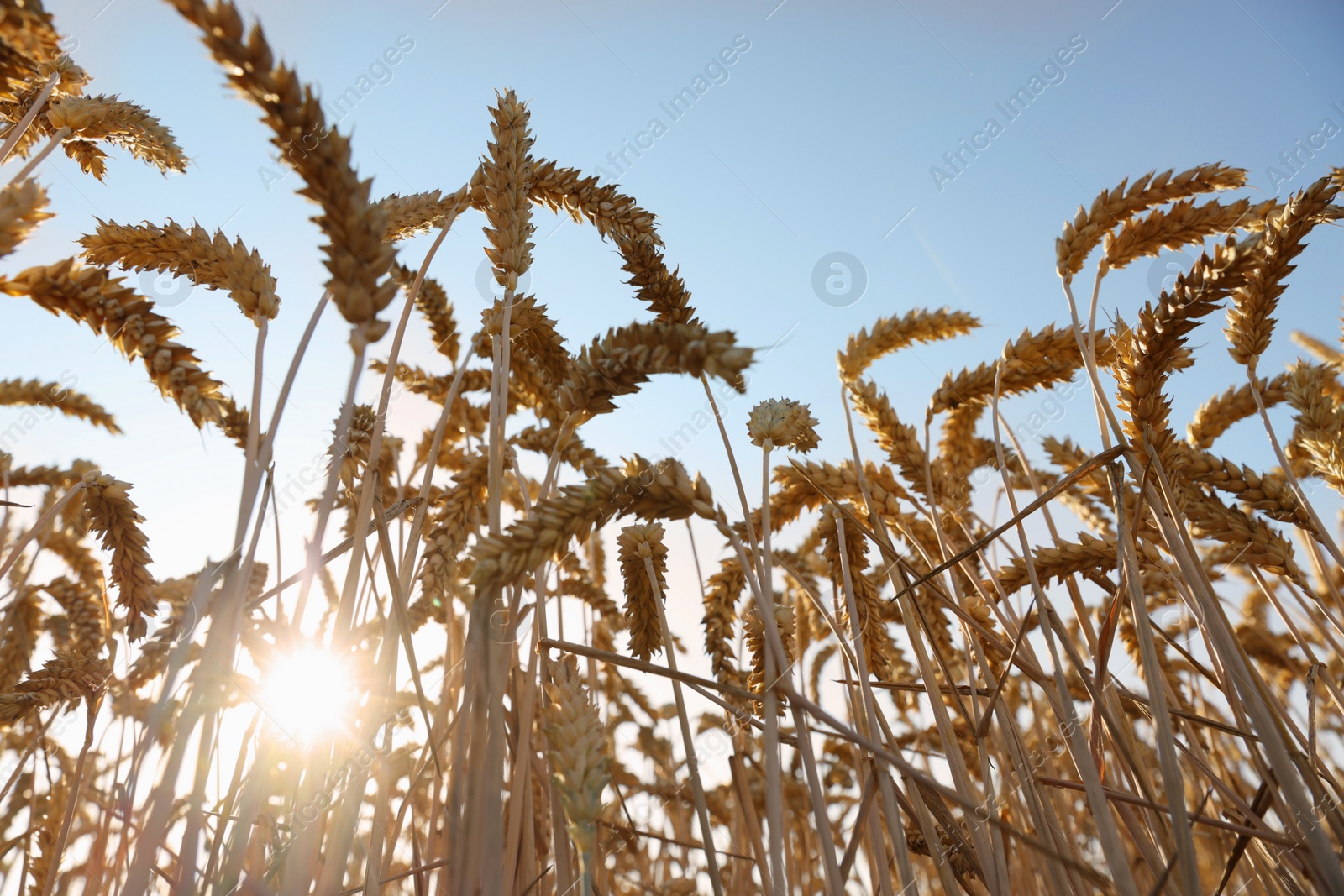 Photo of Beautiful agricultural field with ripening wheat under blue sky on sunny day, low angle view