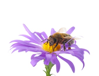 Photo of Beautiful honeybee and flower on white background. Space for text