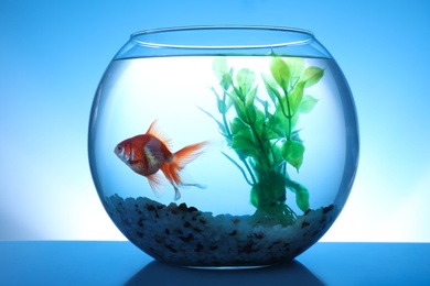 Photo of Beautiful bright small goldfish swimming in round glass aquarium on blue background